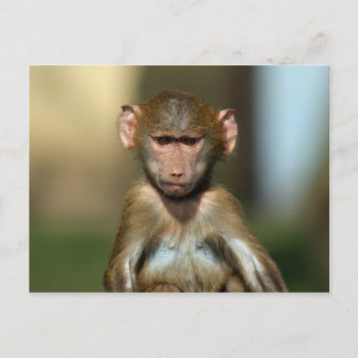 Cheeky Monkey - Cute Baby Baboon-vykort Vykort