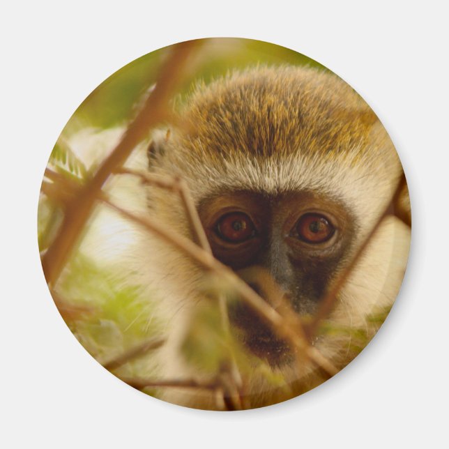 Cheeky Monkey. Magnet (Framsidan)