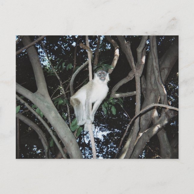 Cheeky Monkey Vykort (Framsida)