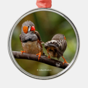 Cheeky Pair of Zebra Finch Songbird Julgransprydnad Metall