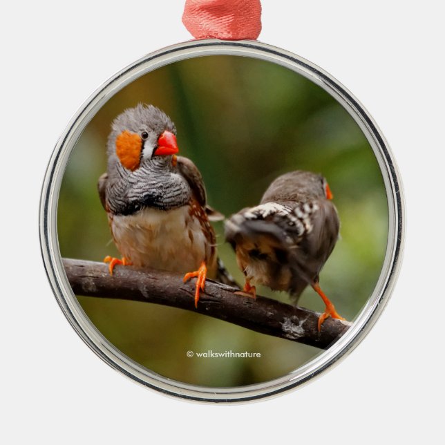Cheeky Pair of Zebra Finch Songbird Julgransprydnad Metall (Framsidan)