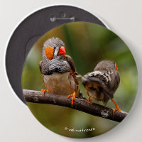Cheeky Pair of Zebra Finches Songbird