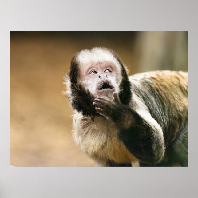 Cheeky söt liten Tuftad kapuchinapa Poster (Framsidan)