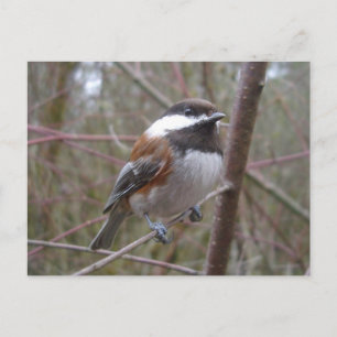 Cheep, Chickadee-vykort Vykort