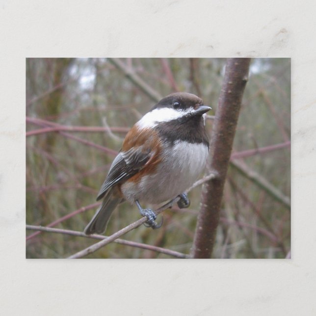 Cheep, Chickadee-vykort Vykort (Framsida)