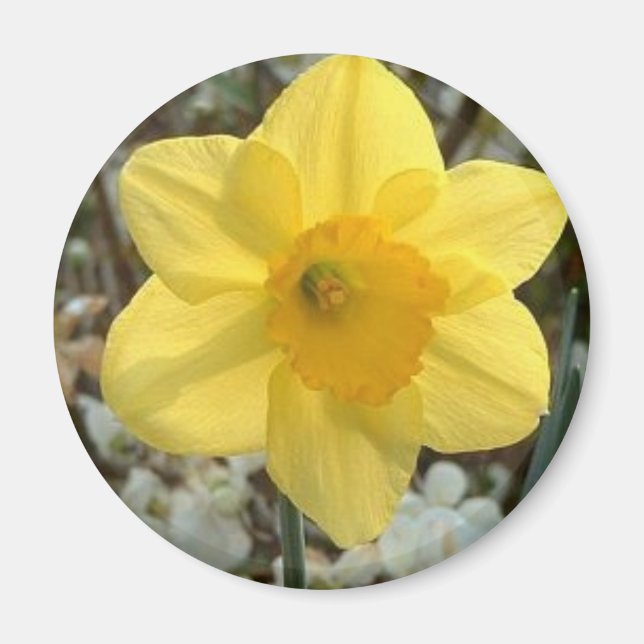 Cheerful Daffodil Magnet (Framsidan)