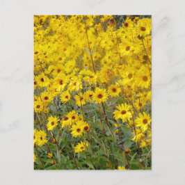 Cheerful Fält i Gula blommor Vykort