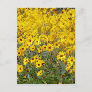 Cheerful Fält i Gula blommor Vykort