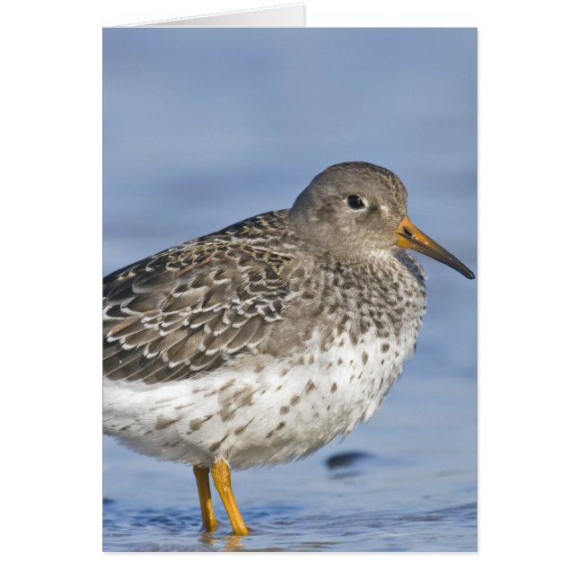 CHEERFUL FLIN HÄLSNINGSKORT (Framsidan)