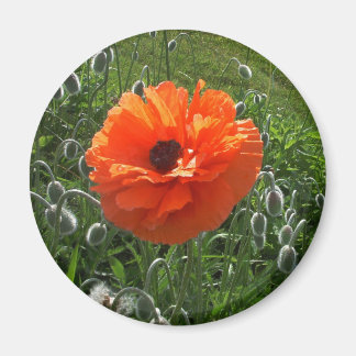 Cheerful Poppy Magnet