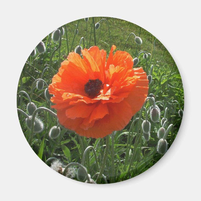 Cheerful Poppy Magnet (Framsidan)