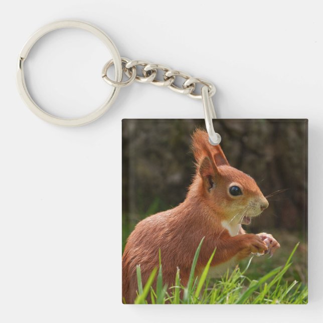 Cheerful Red Squirrel (Framsidan)