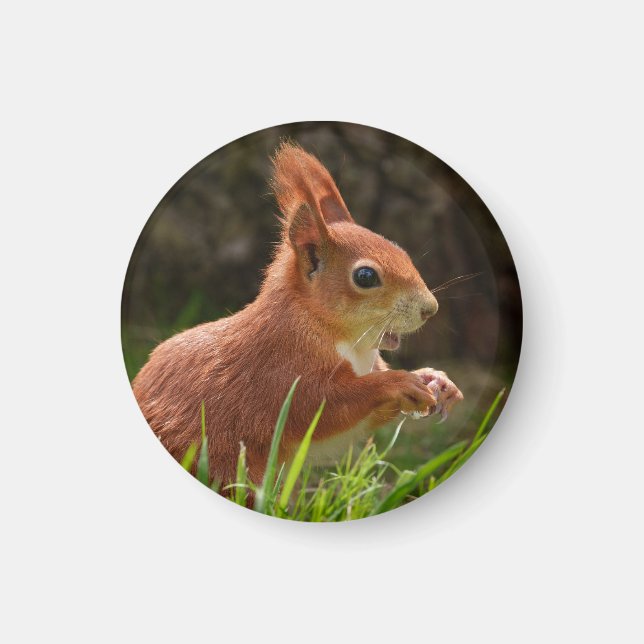 Cheerful Red Squirrel Magnet (Framsidan)
