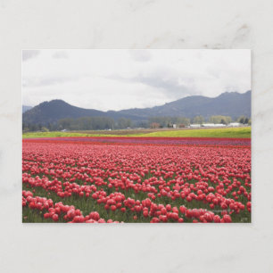 Cheerful tulip fält carpet Skagit Valley i Vykort
