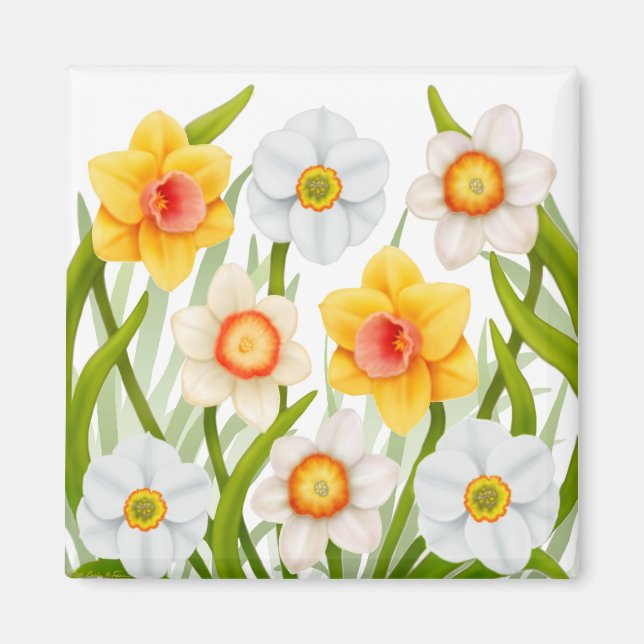 Cheerful Vår Daffodils Magnet Square (Framsidan)
