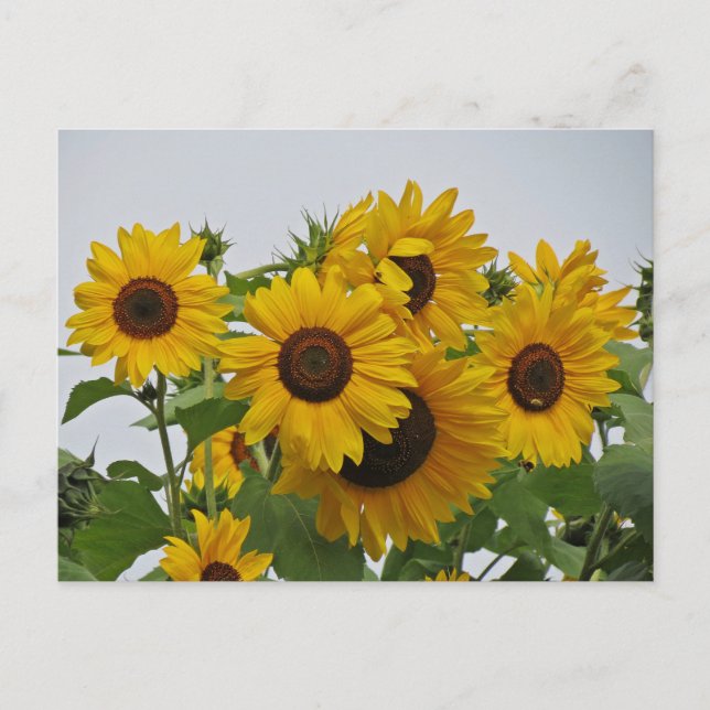 Cheery SunblommGroup Vykort (Framsida)