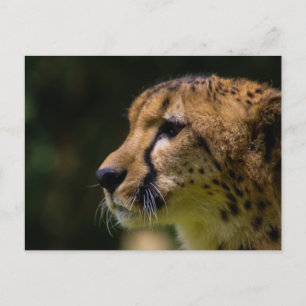 cheesy cheetah vykort