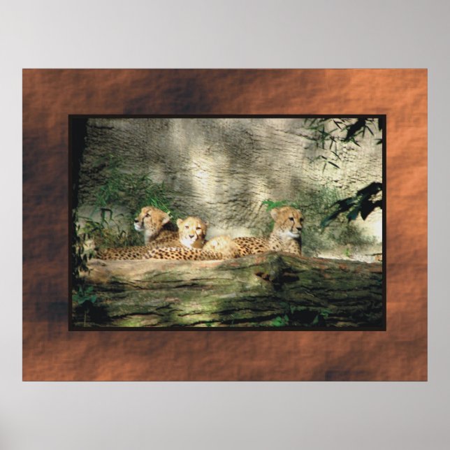 Cheeta Poster (Framsidan)