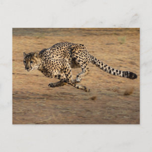 Cheeta Vykort