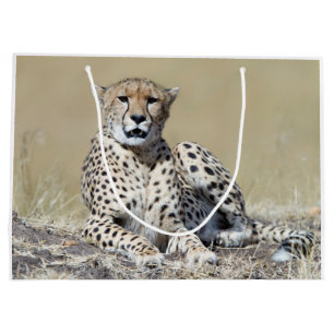 Cheetah