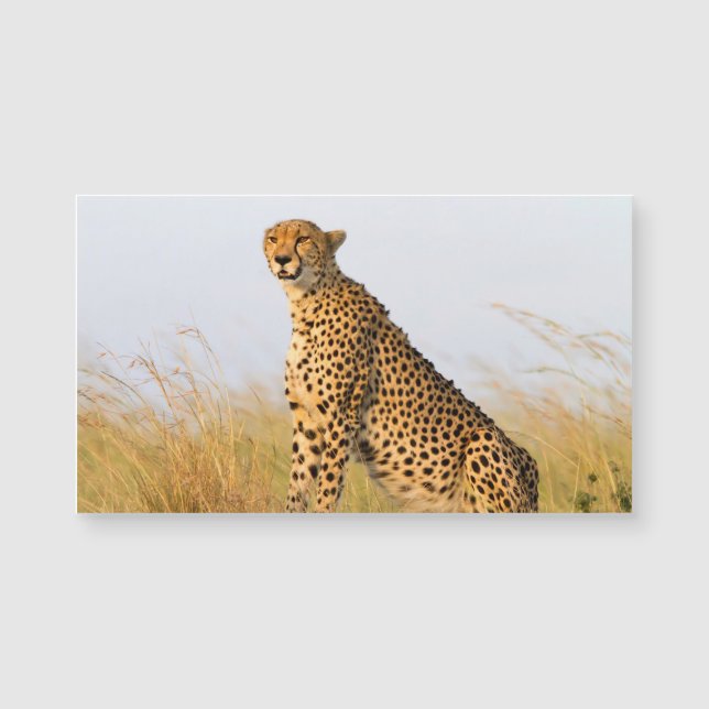 Cheetah (Framsida)