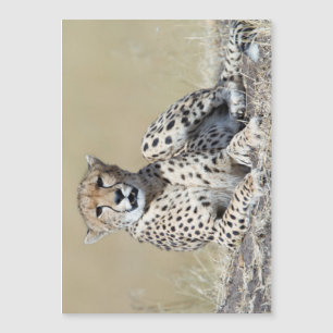 Cheetah