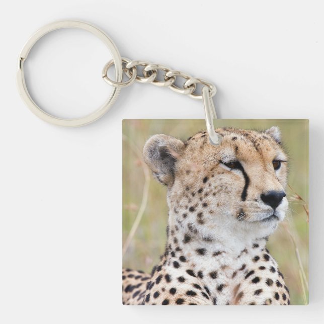 Cheetah (Framsidan)