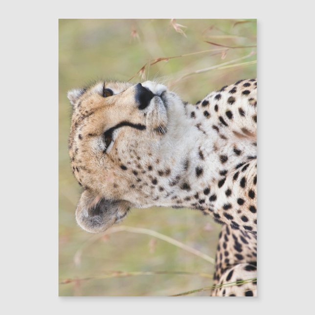 Cheetah (Framsida)