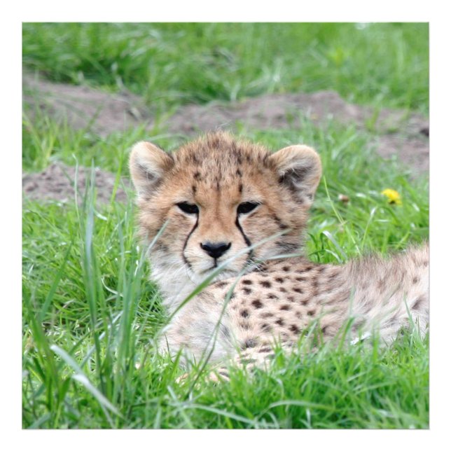 Cheetah20150904 Fototryck (Framsidan)