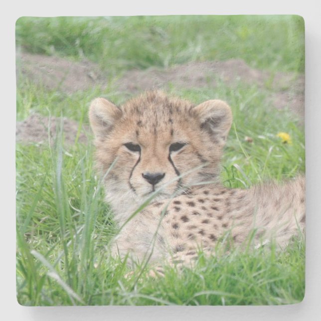 Cheetah20150904 Stenunderlägg (Framsidan)