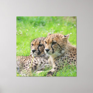 Cheetah 001 canvastryck