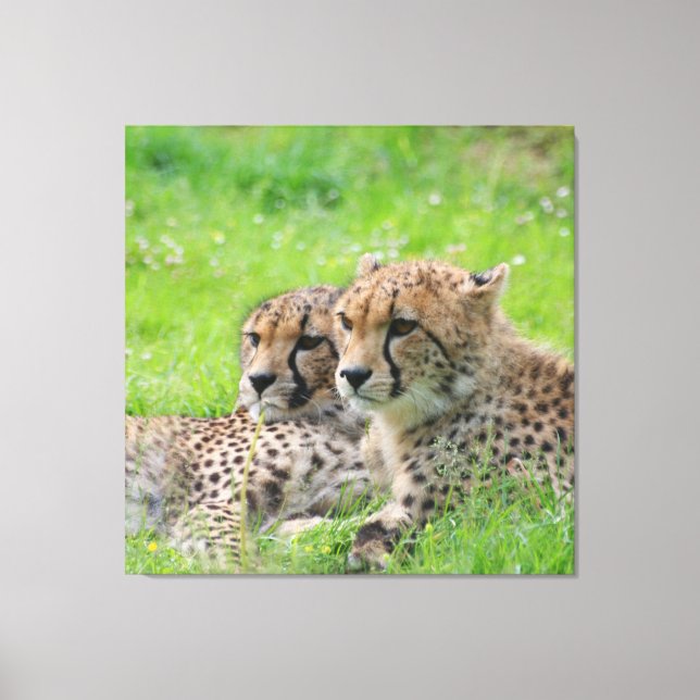Cheetah 001 canvastryck (Framsida)