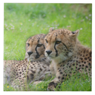 Cheetah 001 kakelplatta