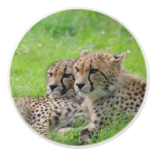 Cheetah 001 knopp
