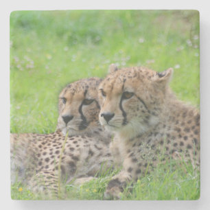 Cheetah 001 stenunderlägg