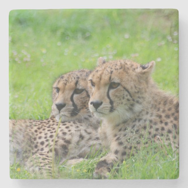 Cheetah 001 stenunderlägg (Framsidan)