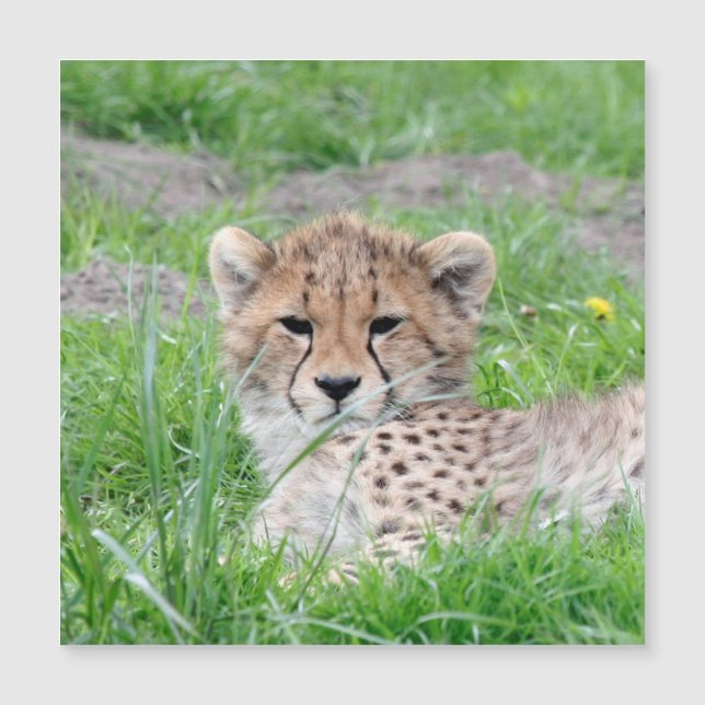 Cheetah 002 (Framsida)