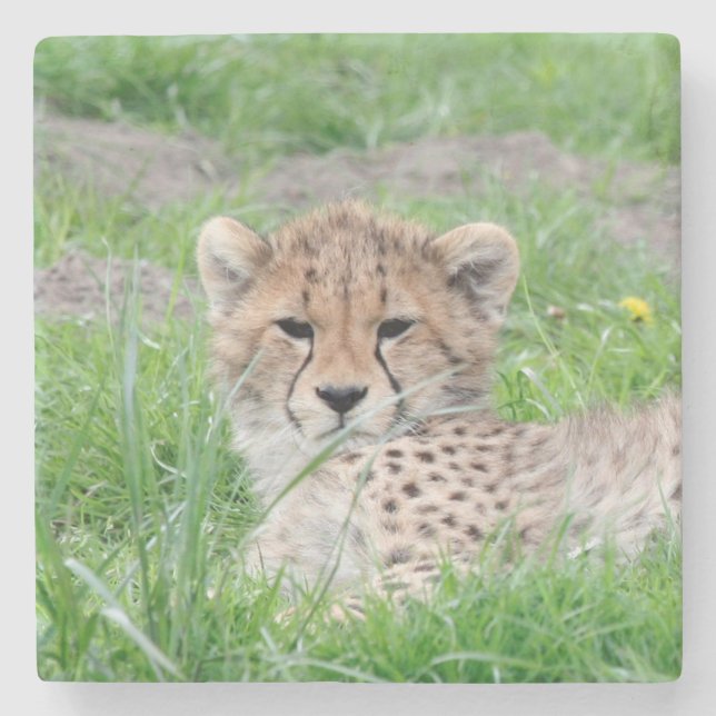 Cheetah 002 stenunderlägg (Framsidan)