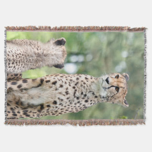 Cheetah 004 filt