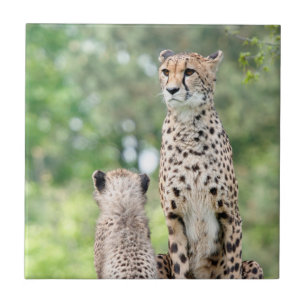 Cheetah 004 kakelplatta
