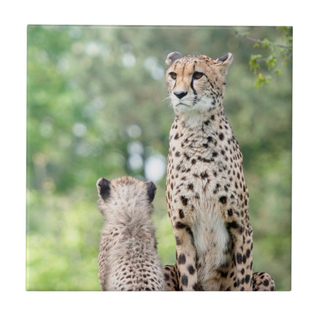 Cheetah 004 kakelplatta (Framsidan)
