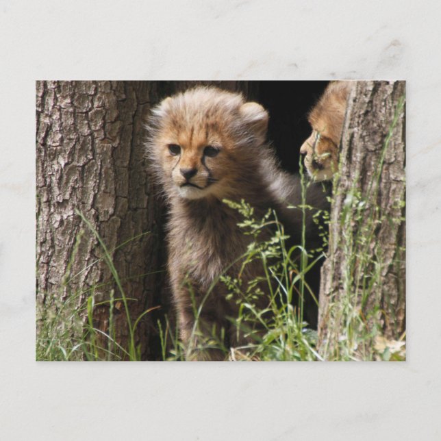 Cheetah 005 vykort (Framsida)