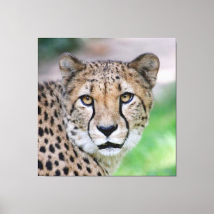 Cheetah 009 canvastryck