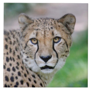 Cheetah 009 kakelplatta