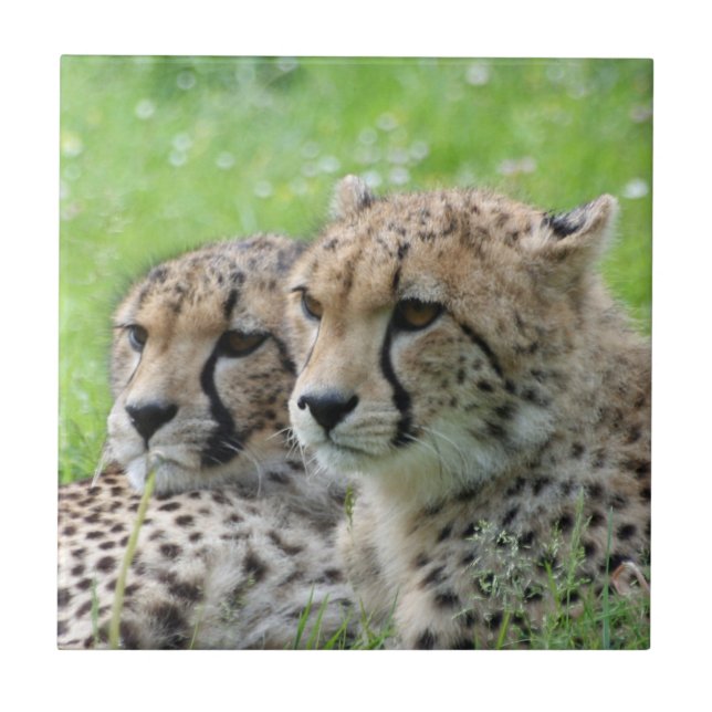Cheetah 009 kakelplatta (Framsidan)