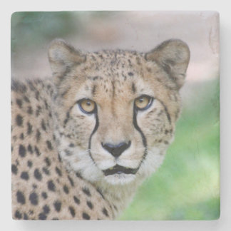Cheetah 009 stenunderlägg