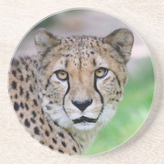 Cheetah 009 underlägg (Framsidan)