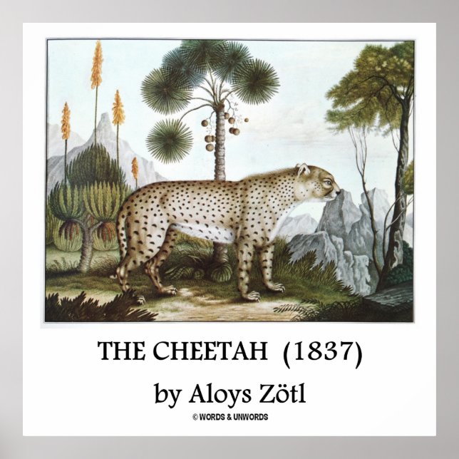 Cheetah (1837) av Aloys Zötl Poster (Framsidan)