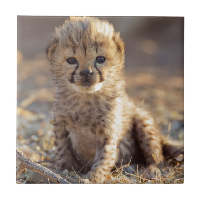 Cheetah 19 dagar gammal man unge kakelplatta (Framsidan)