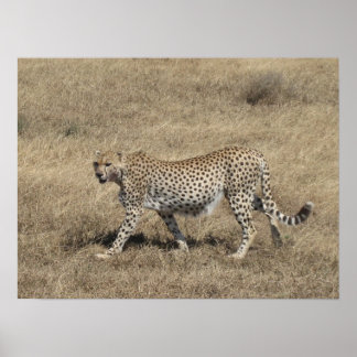 Cheetah 20 x 15 tum poster